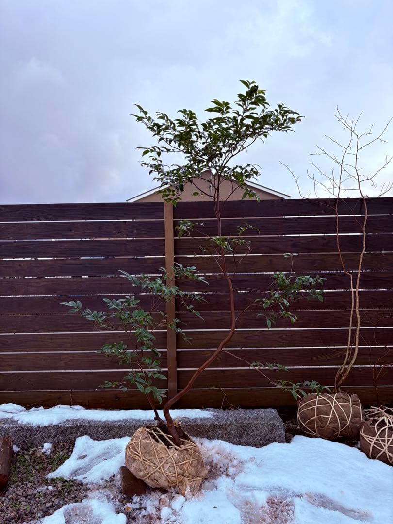 50 天然山採り　ヒサカキ 自然な樹形が美しい 山採りの ヒサカキ 646 樹高1.4m位 ヒメサカキ 姫