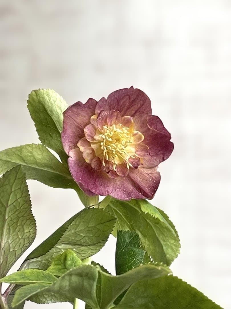 クリスマスローズ　sd.蜃気楼hyb クリスマスローズ sd.蜃気楼hyb - メルカリ