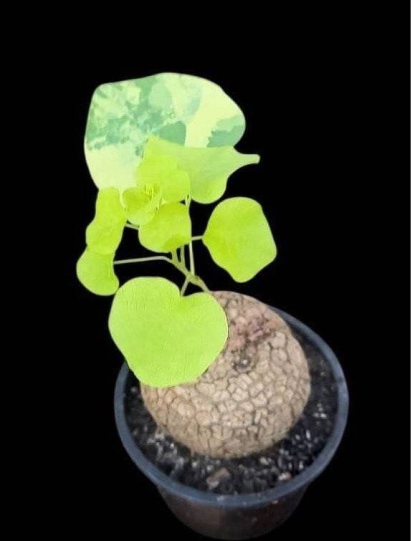 黄斑入り ステファニア スベローサ コーデックス 怪奇植物 球根 多肉