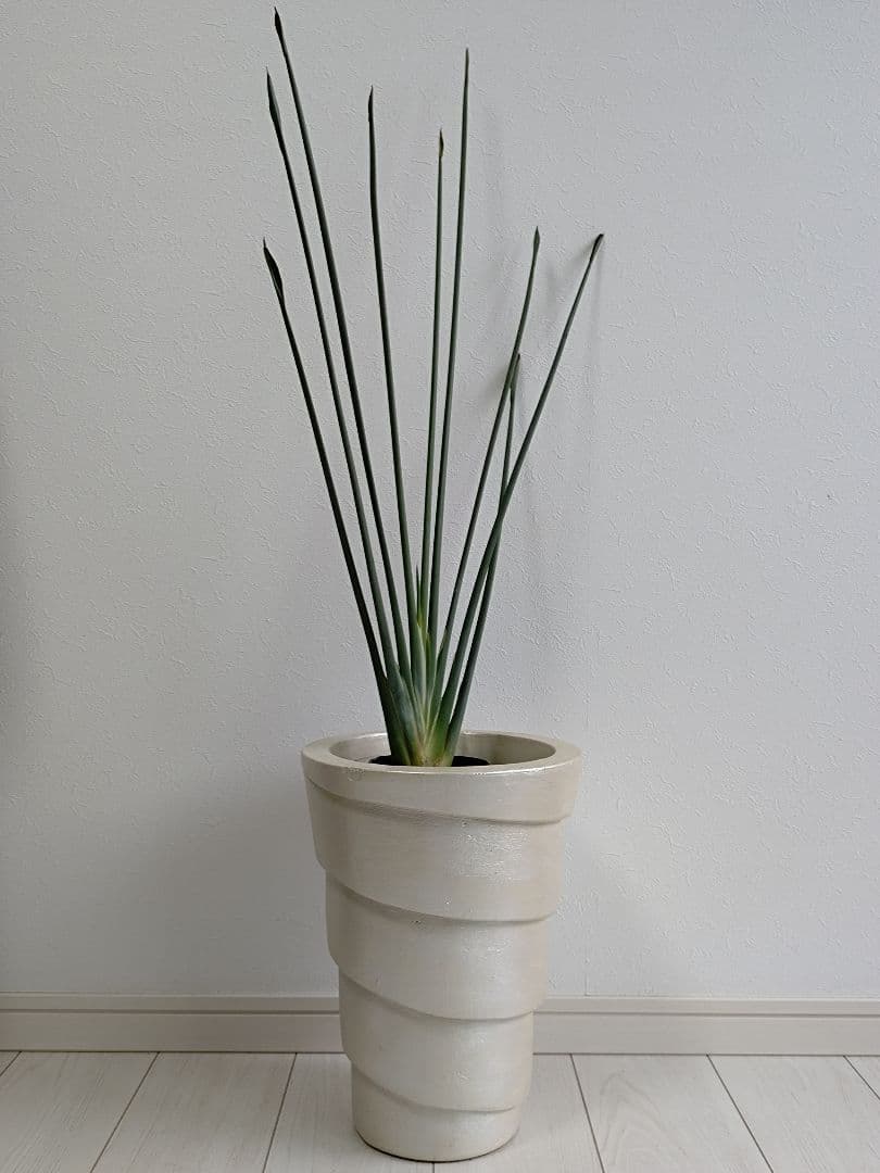 ストレリチア充実株・ジャンセア・ユンケア・ノンリーフ・底〜95cm