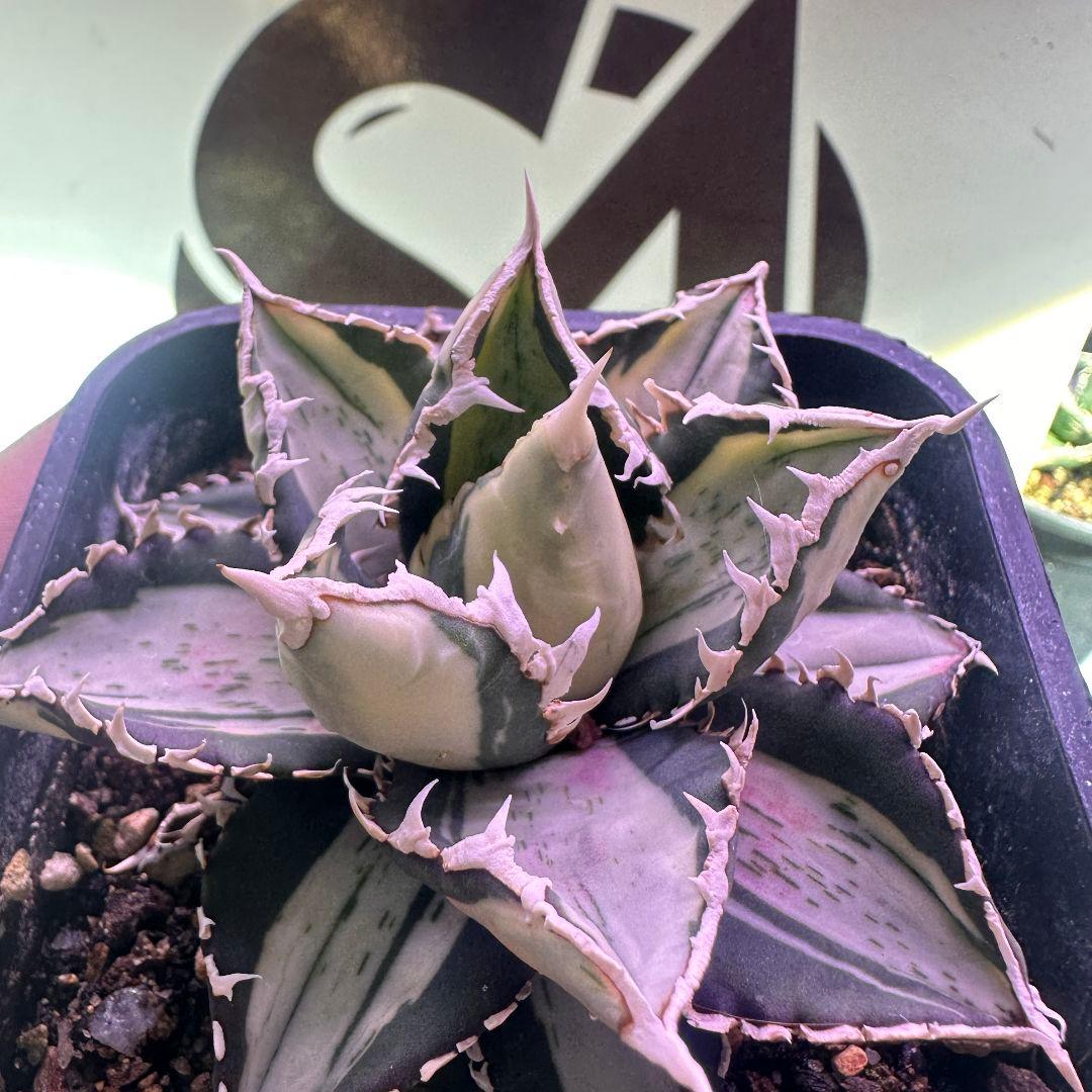 991【上澳園芸】 アガベ チタノタ 狼人錦 安定錦 - メルカリ