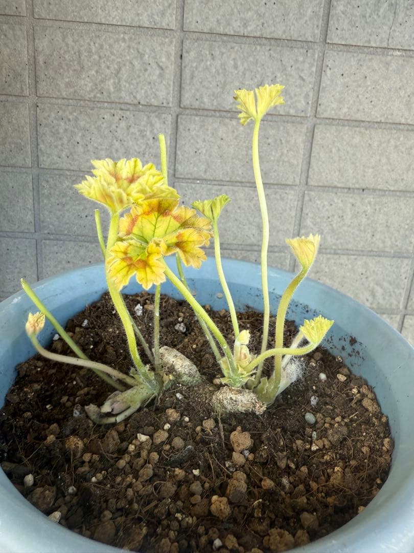 ひまわり様同捆専用