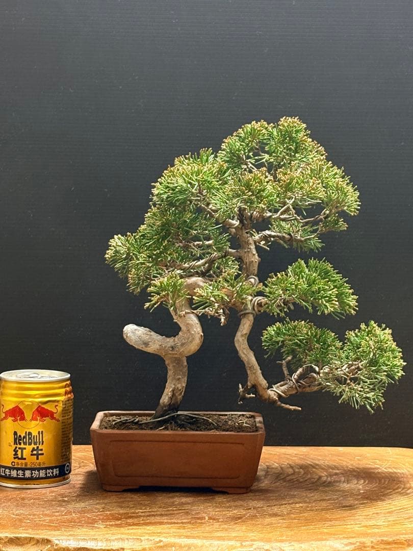 サービスオークション❗️盆栽]真柏 - メルカリ