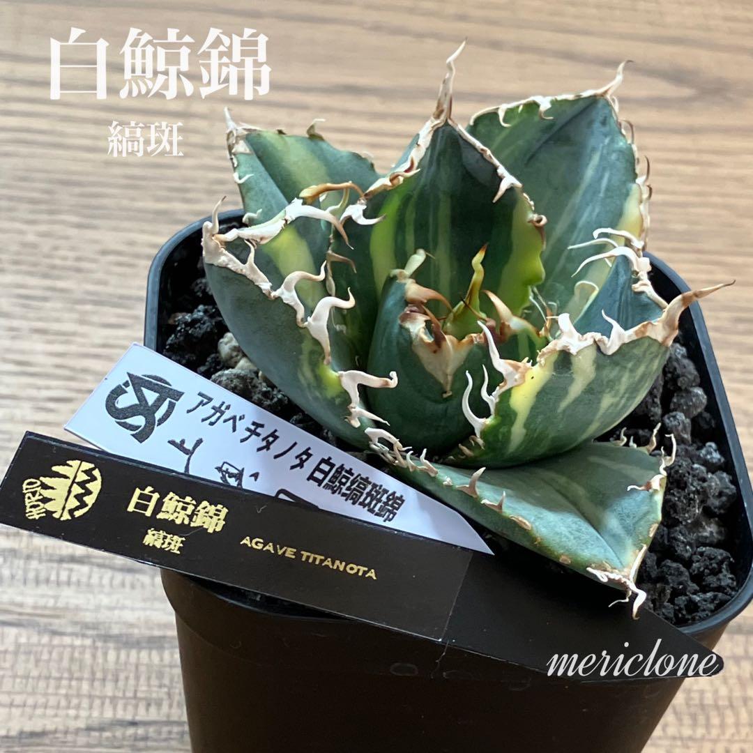 れ*★様 【初売りオークション】118 特大　アガベ　チタノタ　白鯨錦　縞斑　T れ*☆様 【初売りオークション】118 特大 アガベ チタノタ 白鯨錦 縞斑
