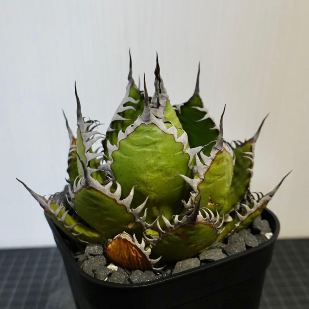 2137 【鉢のまま発送】 アガベ ホリダ - メルカリ