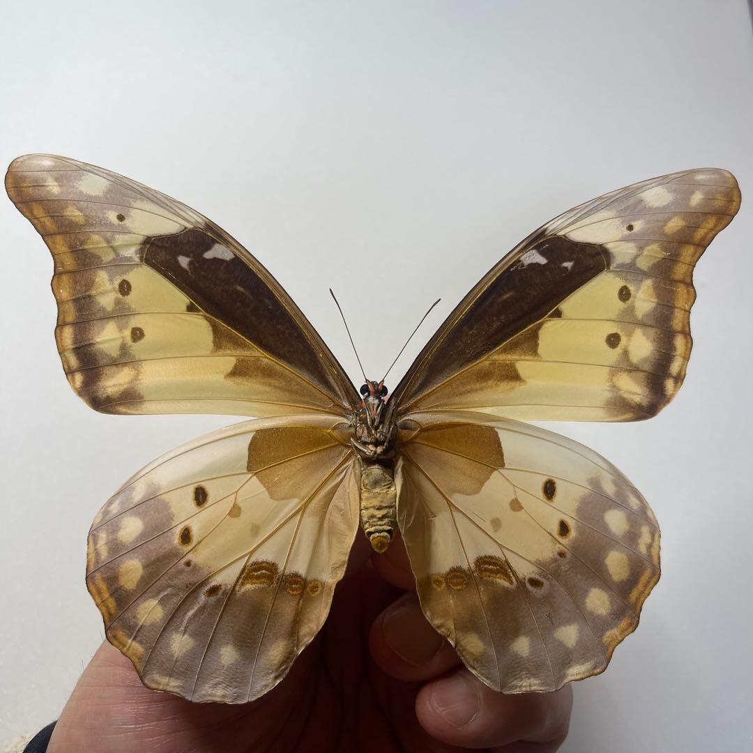 ヘレナモルフォ蝶標本♀ - メルカリ