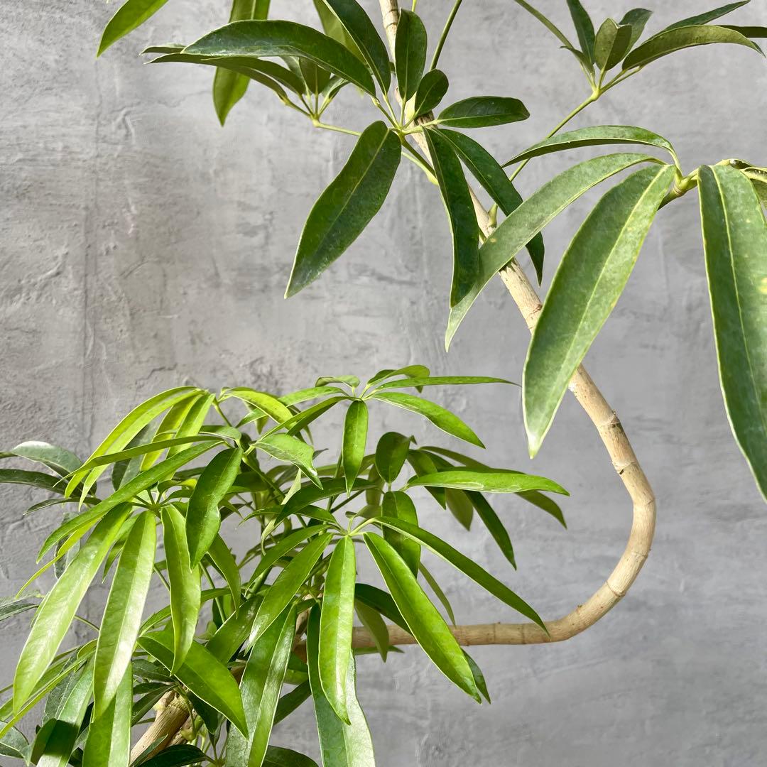 大型 シェフレラ アンガスティフォリア S字仕立て 陶器鉢 植え込み発送