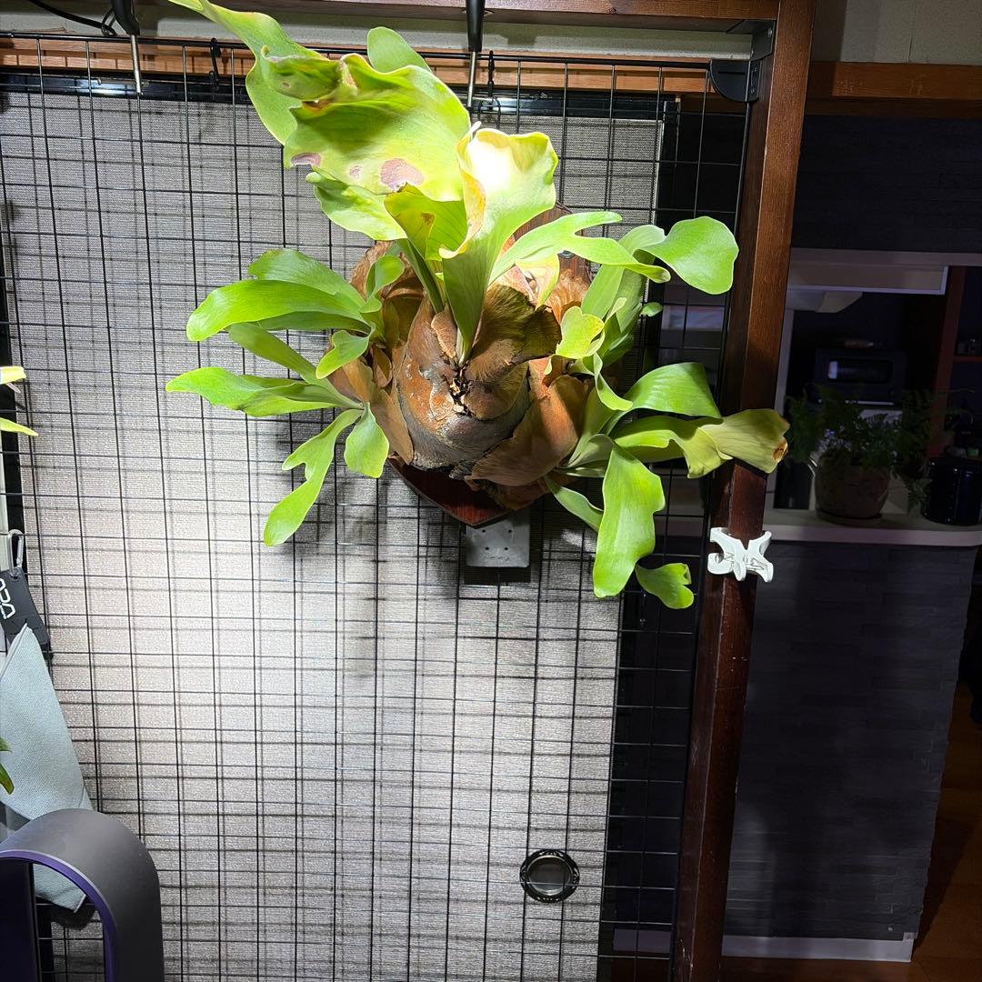 ビカクシダ　コウモリラン　ヒリー 園芸ネット本店｜ビカクシダ（コウモリラン）：ヒリー＃07（ンガエサイ