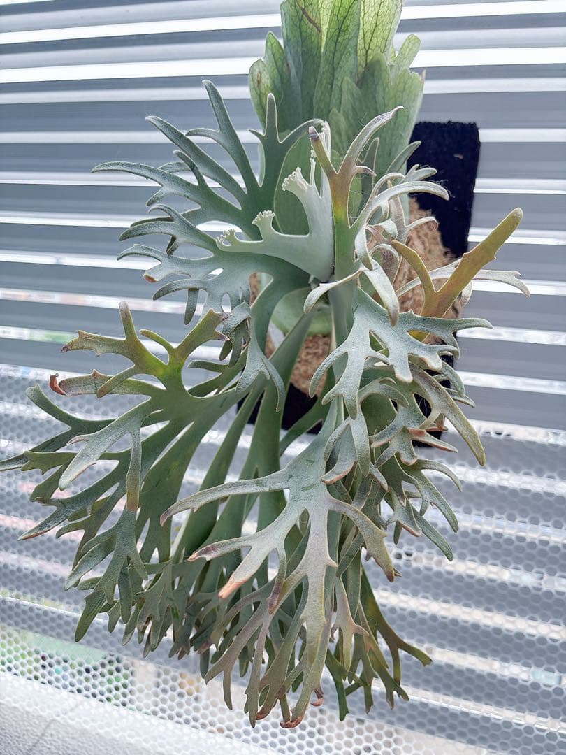 willinckii OMG×Nano spore dwarf ビカクシダ - メルカリ