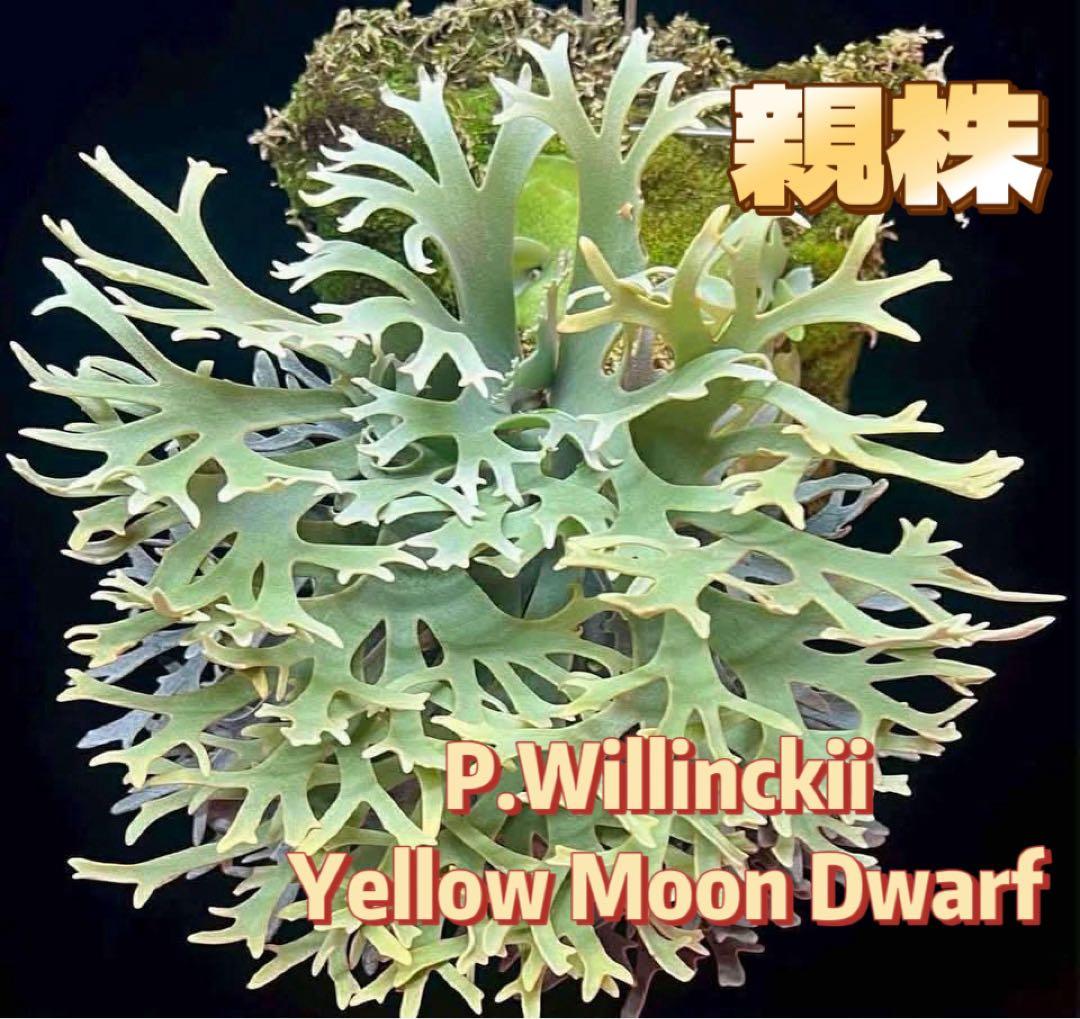 K*o様 ビカクシダ P.willinckii Antler Crown spo