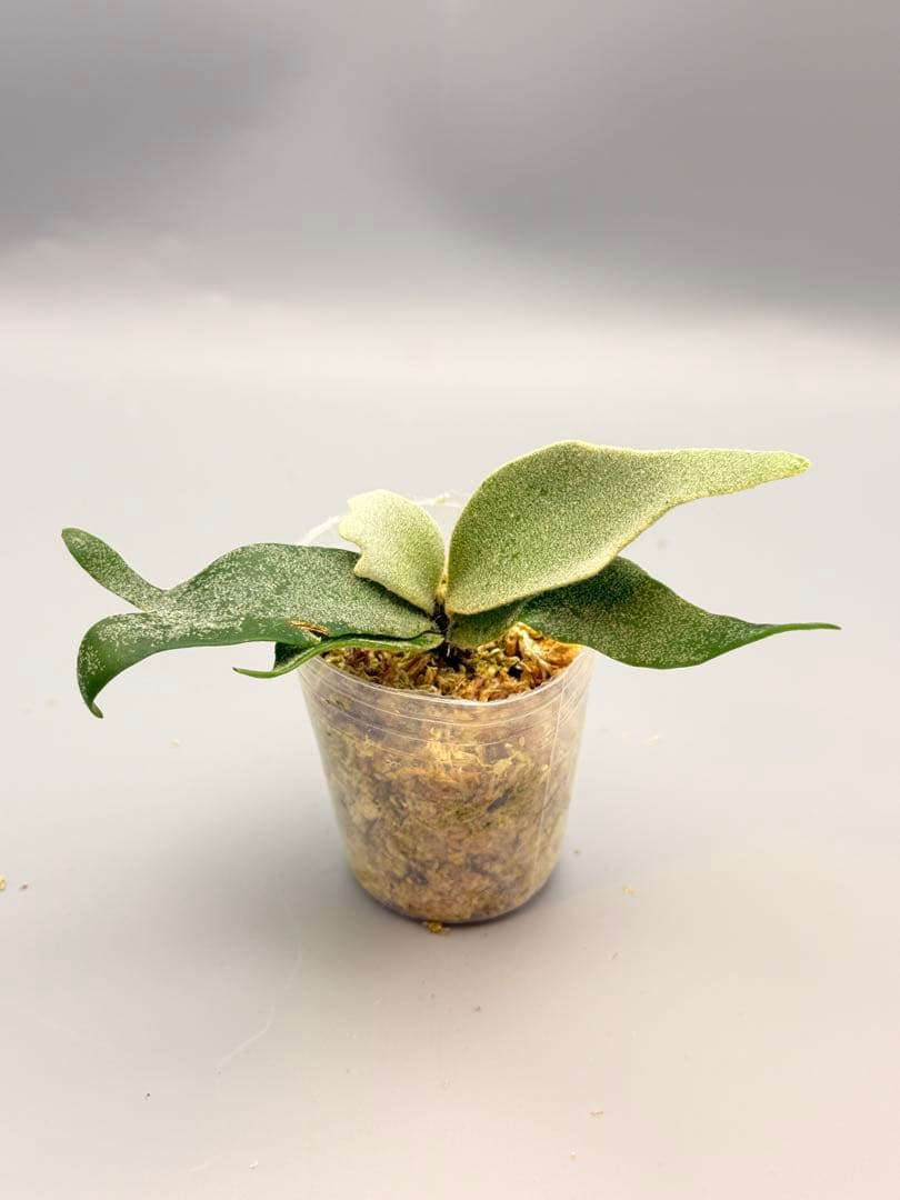 K*o様 ビカクシダ P.willinckii Antler Crown spo