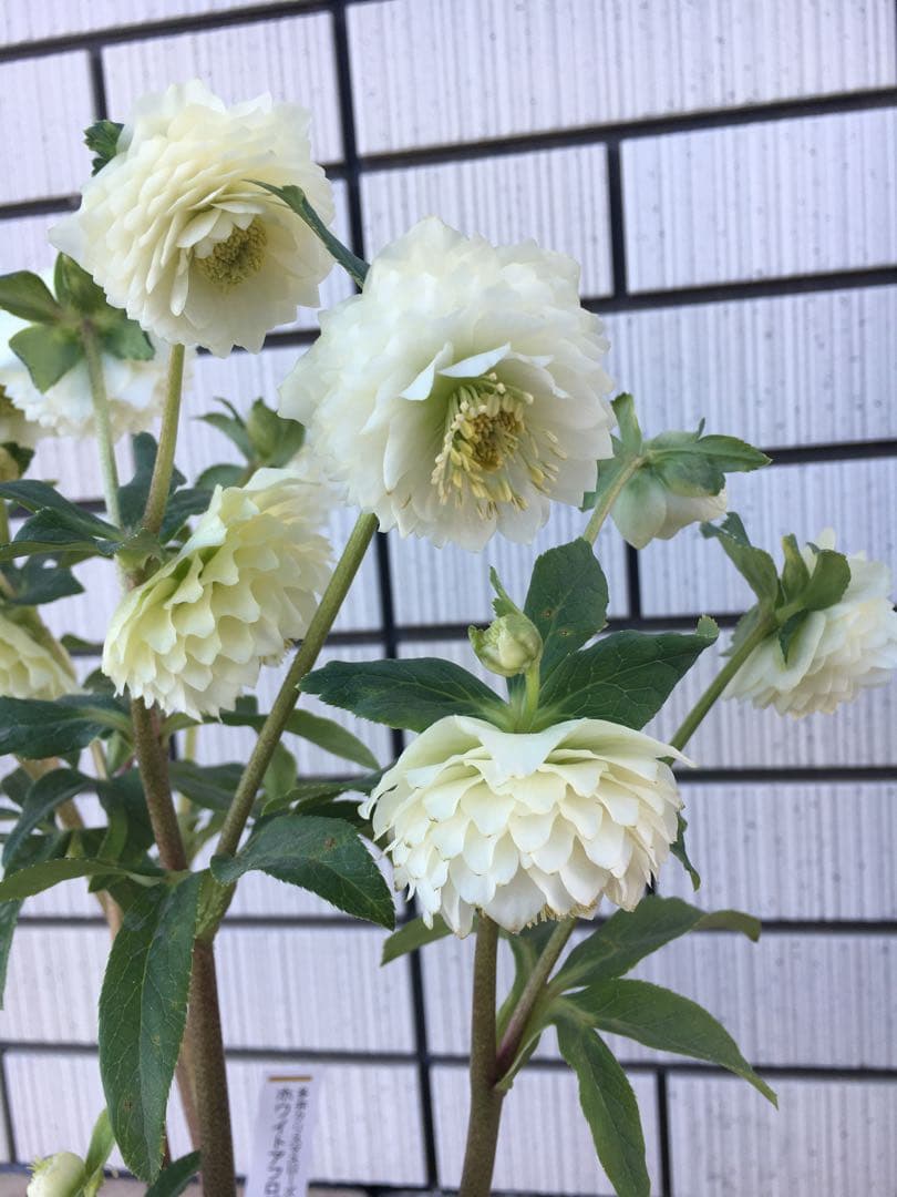 認定株ホワイトアフロディーテ クリスマスローズ 加藤農園 成熟株