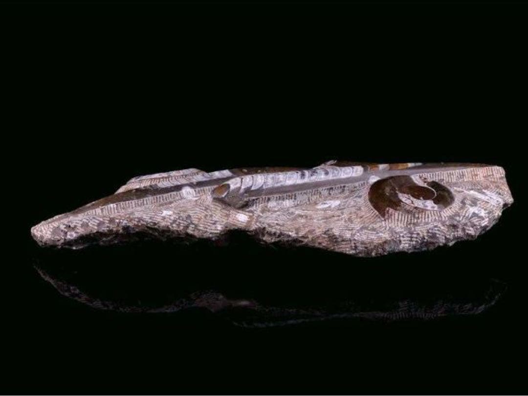 アンモナイト化石 大型標本⭐︎着払 unlimited.dev