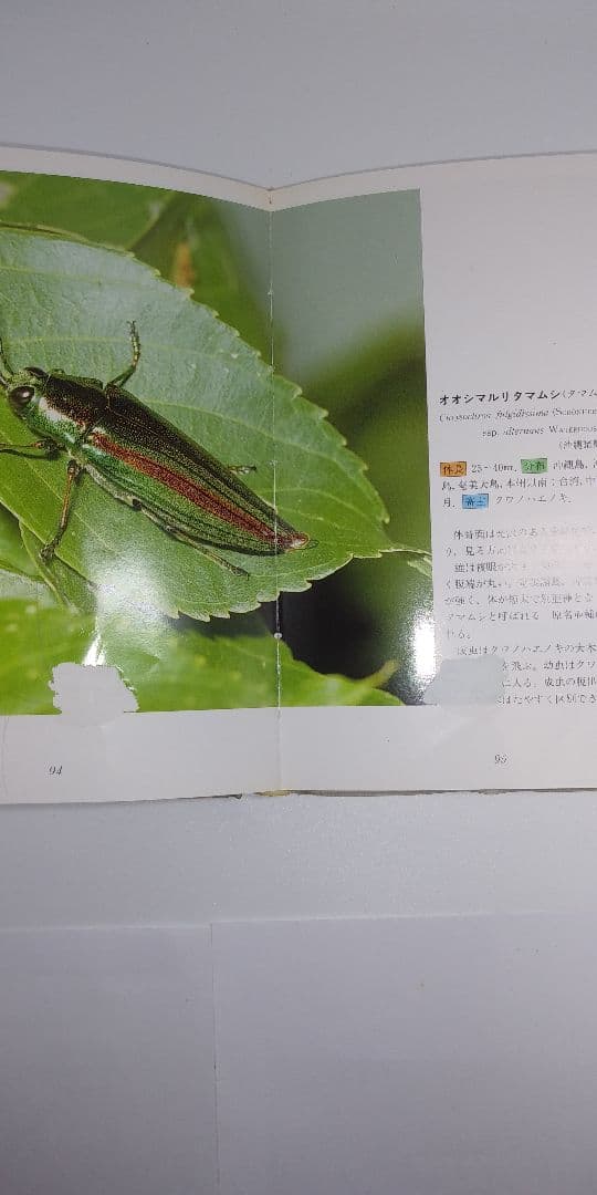 沖縄昆虫野外観察図鑑増補改訂版全7巻セット