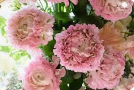 宿根草【廃盤決定！】 ラナンキュラス ポンポン『ハーマイオニー』5号