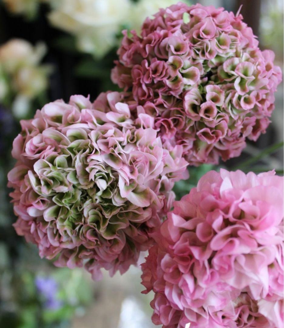 宿根草【廃盤決定！】 ラナンキュラス ポンポン『ハーマイオニー』5号