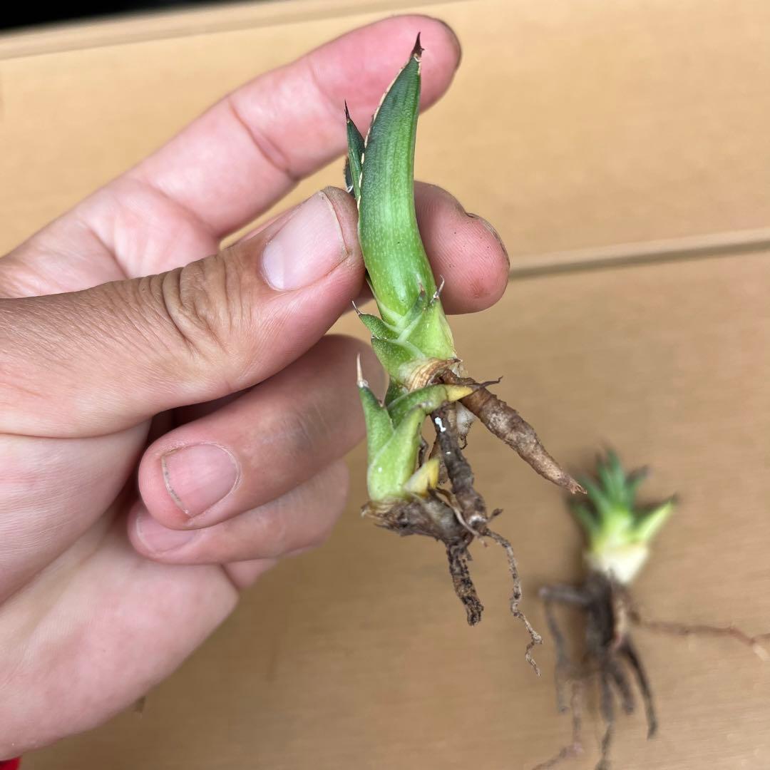 アガベ 笹吹雪 子株 多肉 観葉植物 サボテン チタノタ ドライガーデン