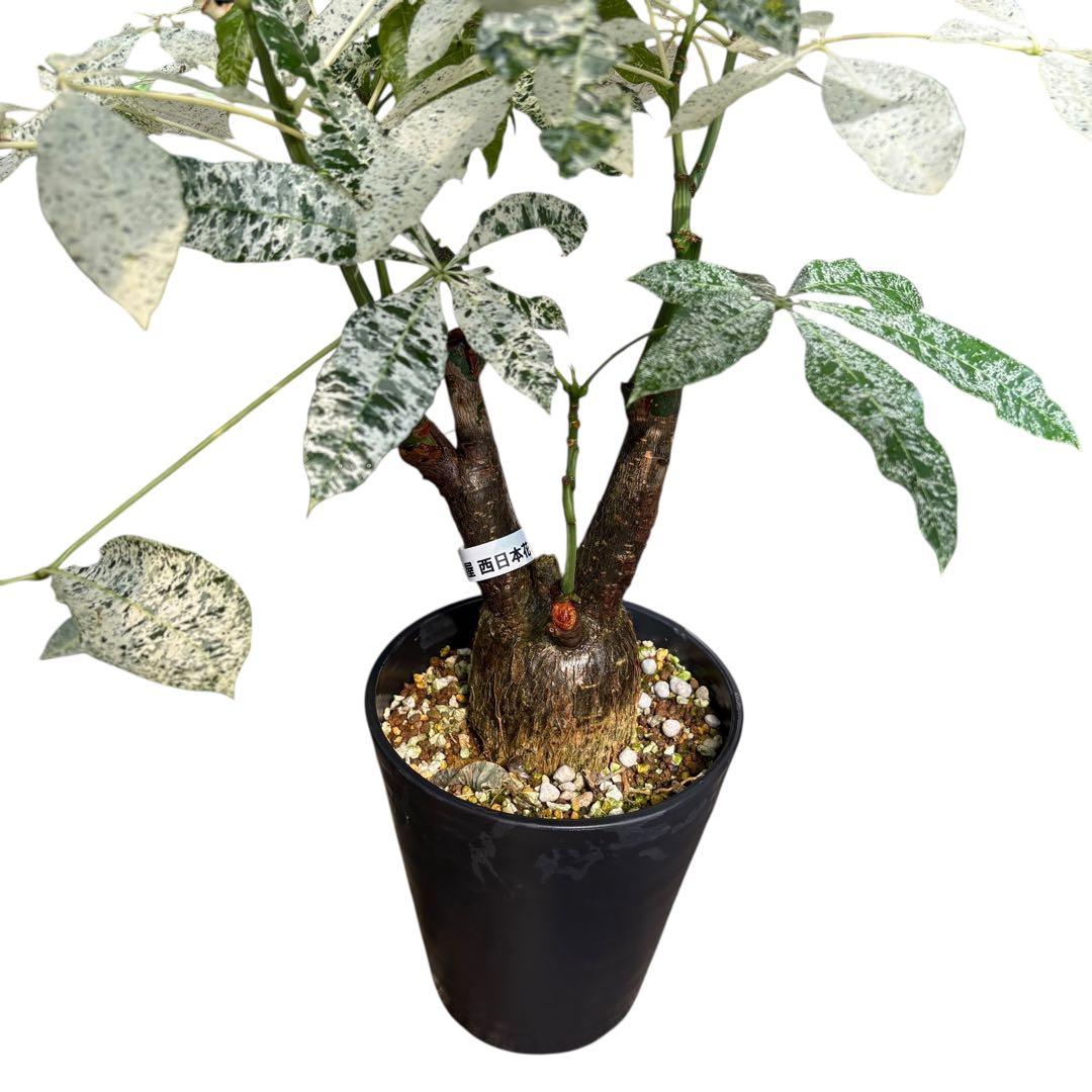 確認用NAO様専用 パキラ ミルキーウェイ 斑入り 4箇所接木 太幹 80cm