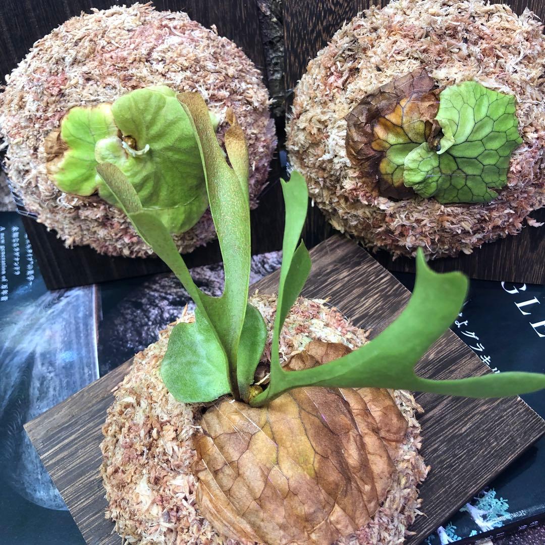 ビカクシダ リドレイ シルベリー マダガスカリエンセ 3株セット 板付け