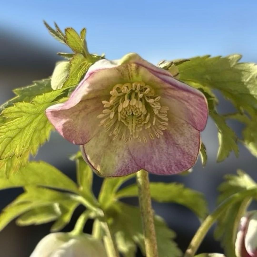 ポーセリンss 大木ナーサリー クリスマスローズ タグ付き 現品 開花株