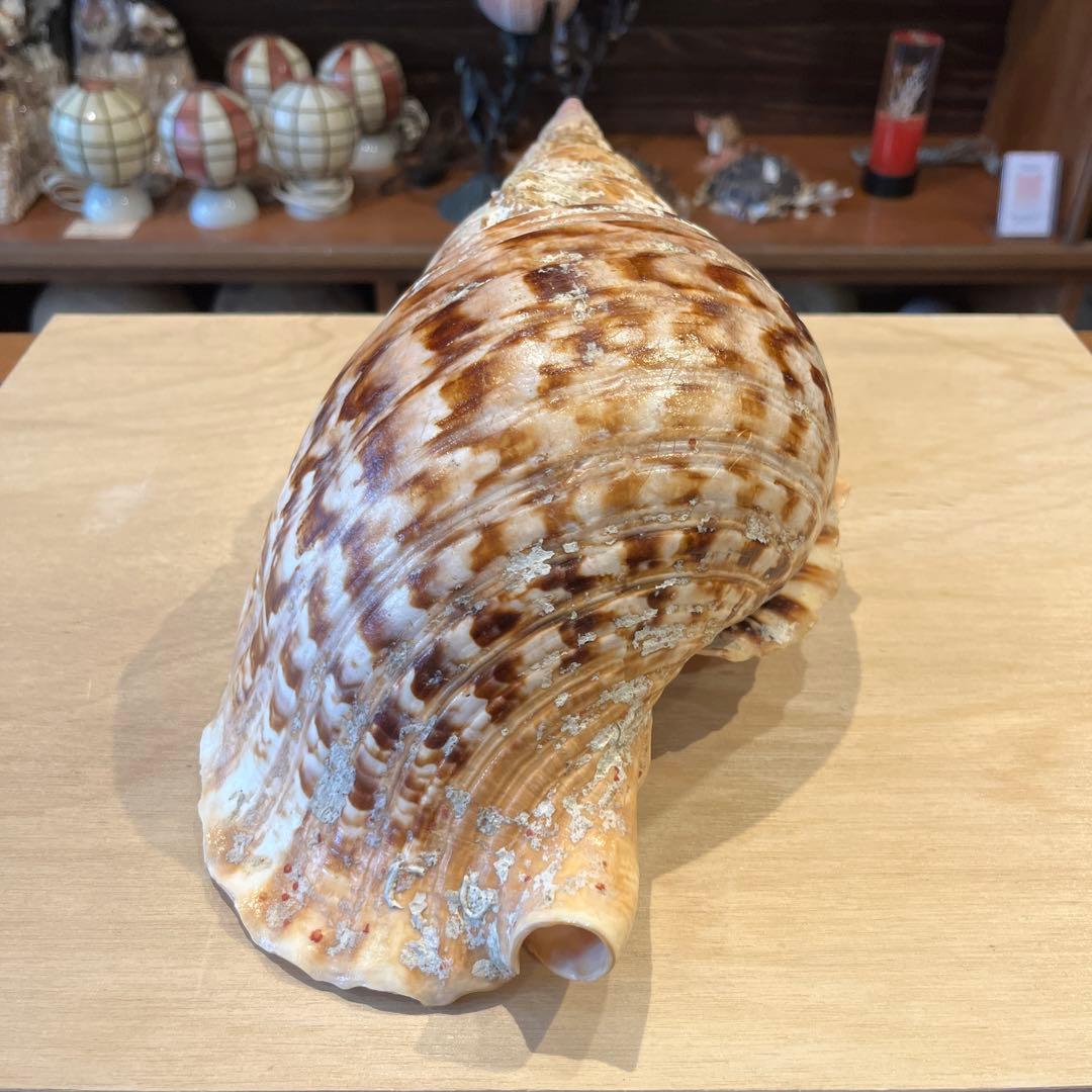 激レア　長崎県産　法螺貝　ホラガイ　1.28kg