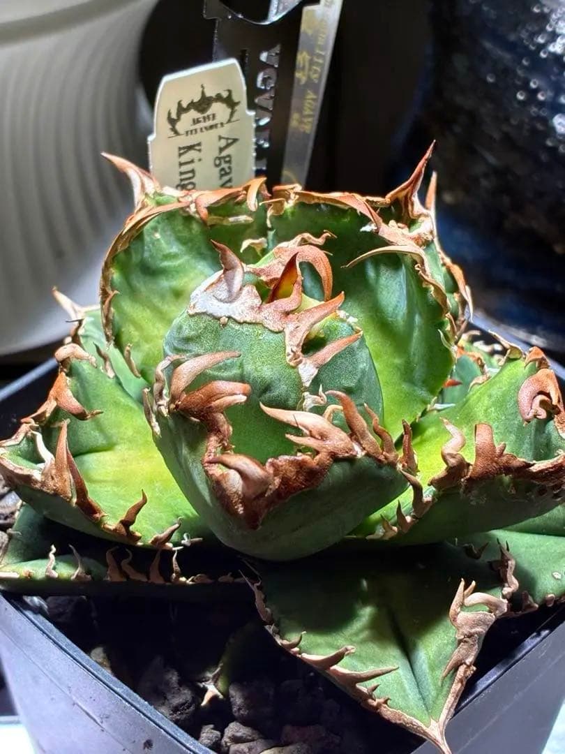 アガベチタノタ　皇冠　クラウン　親株　子株付き 　コレクション株　⭐︎タグ３枚付き 2026年最新】皇冠 子株の人気アイテム - メルカリ