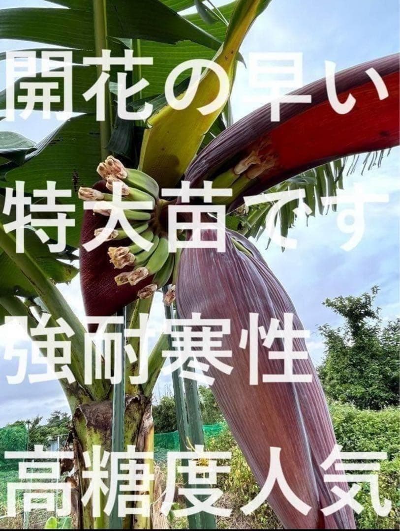 篠塚昭雄さま。5苗セット◆幻の、ゴールデンブラジル◆甘いです。耐寒強く栽培容易