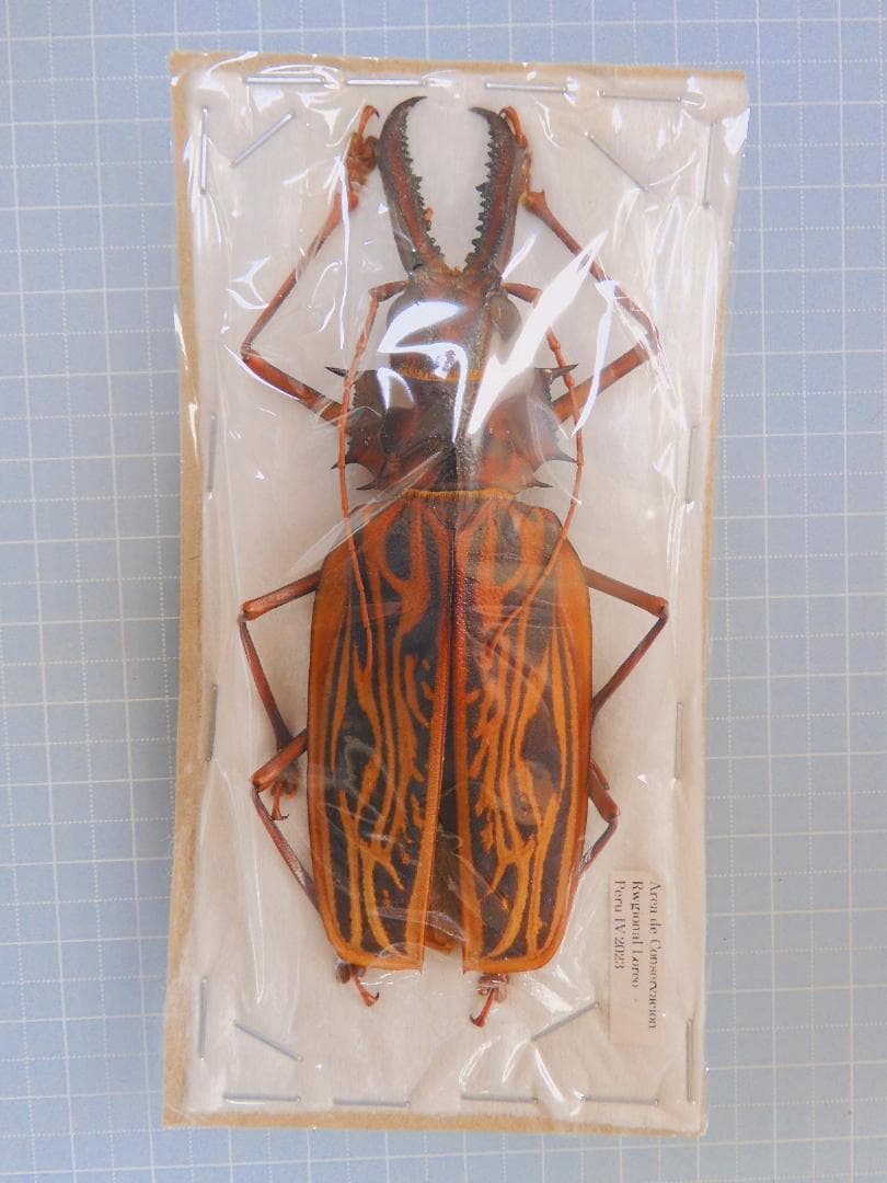 ペルー　オオキバウスバカミキリ　99mm 150mmup】オオキバウスバカミキリ標本 Macrodontia cervicornis