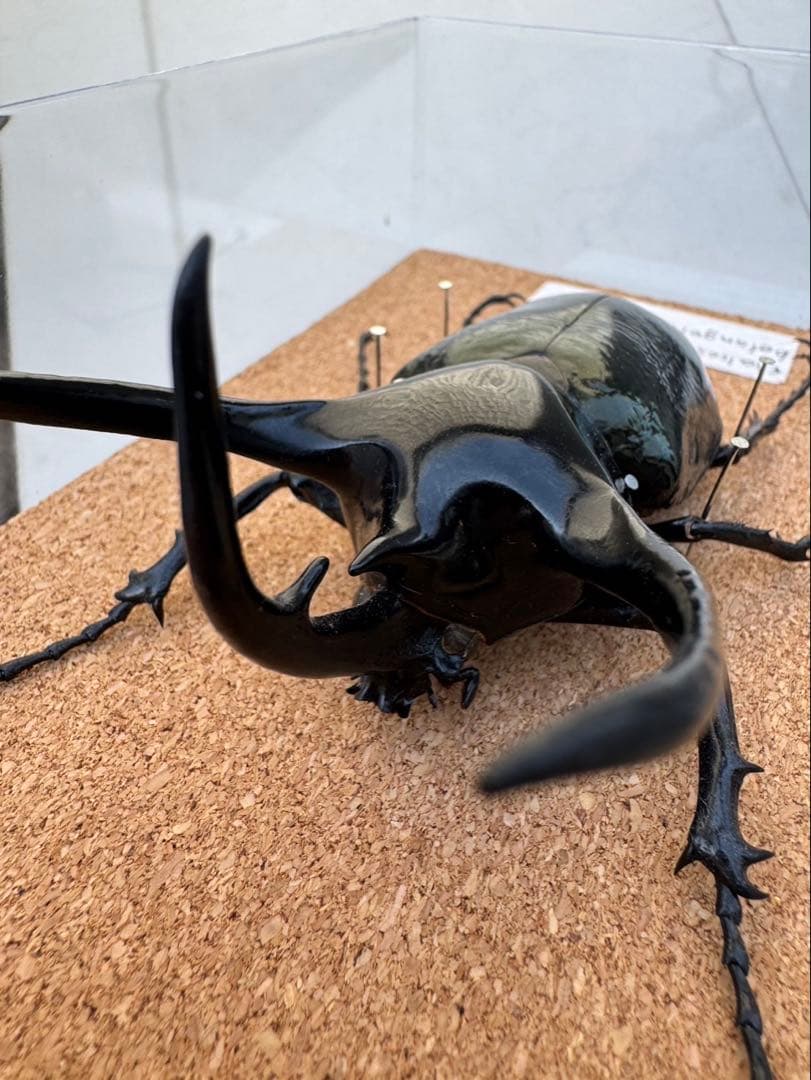 標本 タイリクコーカサスオオカブト 106ミリ - メルカリ