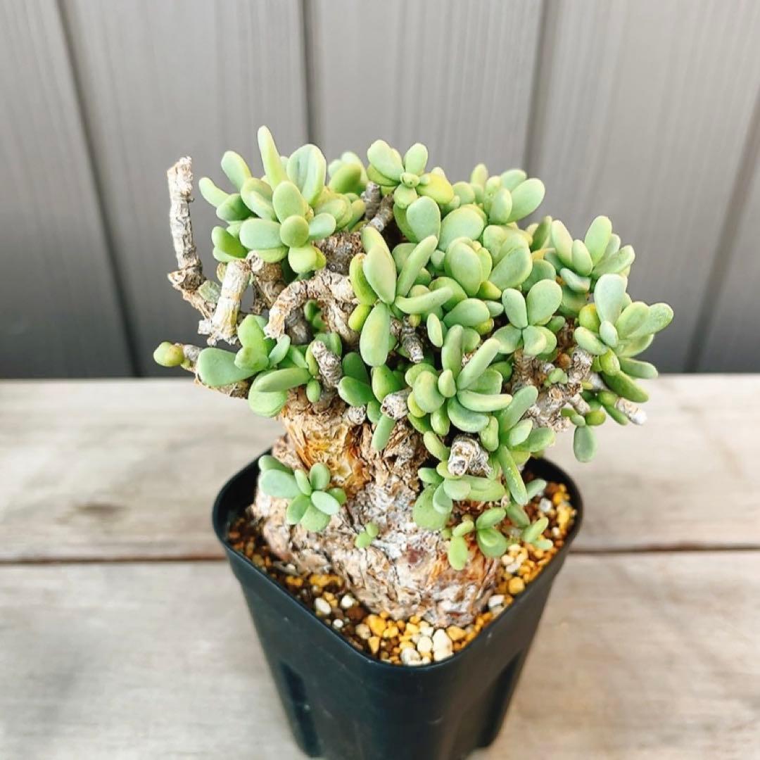 《期間限定販売❗️》『ケラリア　ピグマエア』　極美株　現地球　発根済 ポット発送