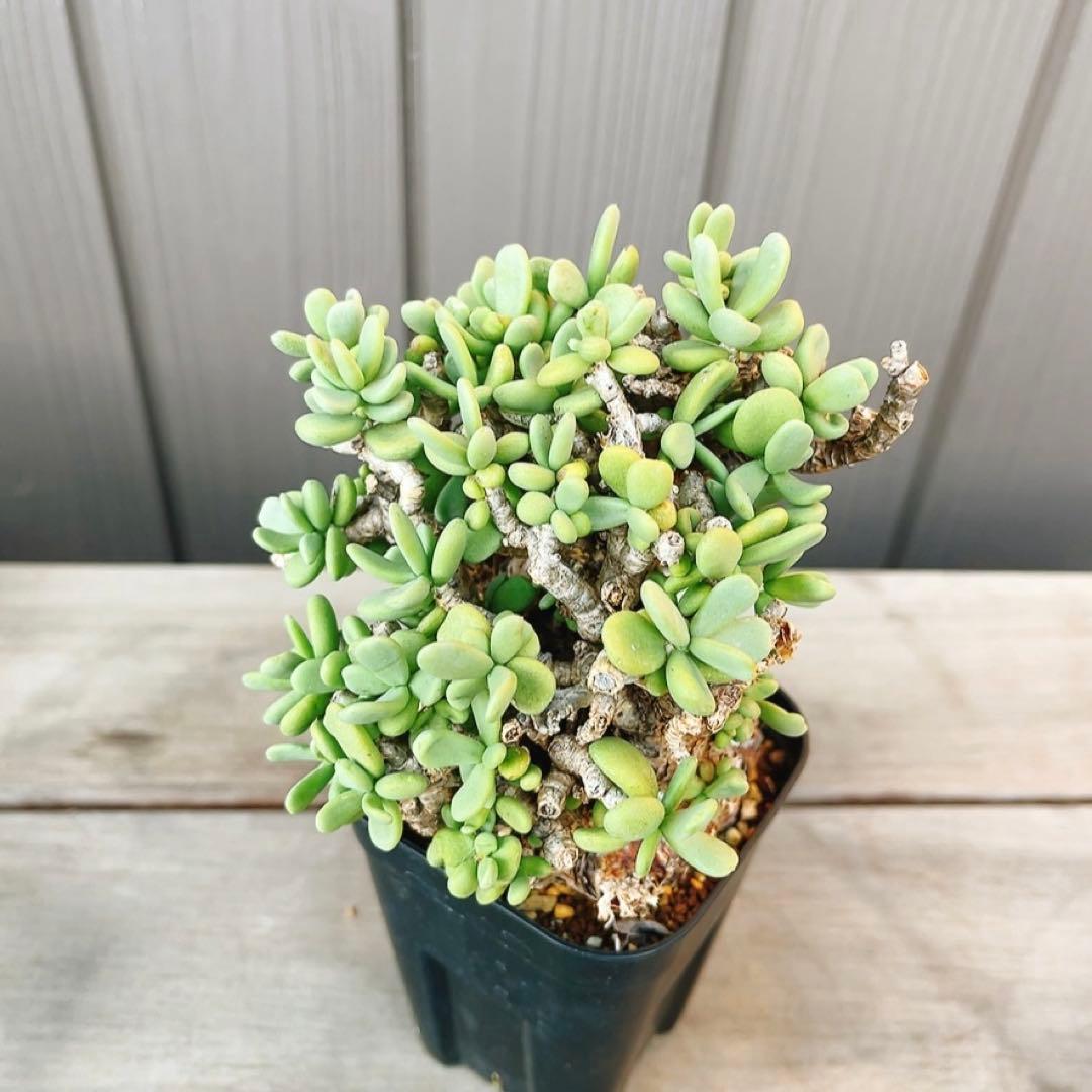 《期間限定販売❗️》『ケラリア　ピグマエア』　極美株　現地球　発根済 ポット発送