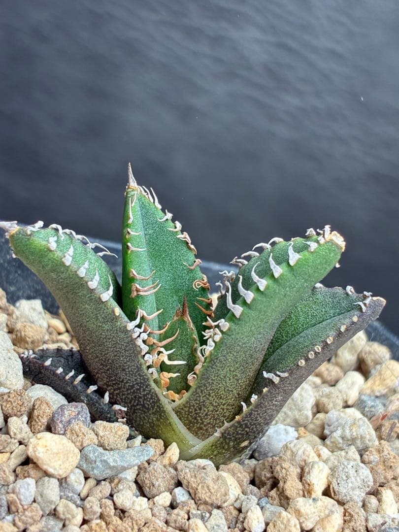 アガベ チタノタ「麻花龍」子株 極上強棘 特選美株 ブツブツ コレクシ