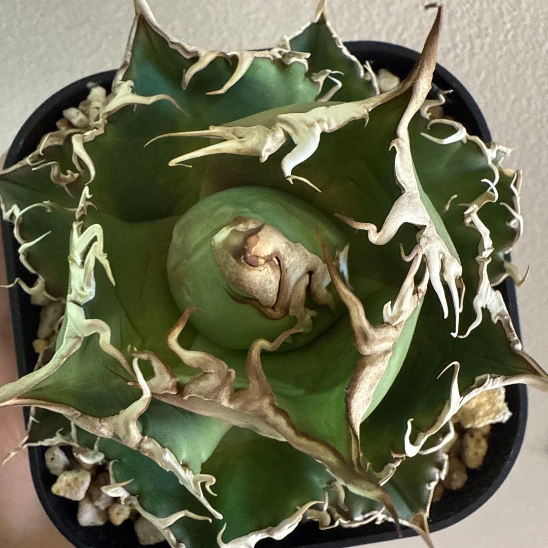 泣きのコレクション出品！ アガベ スーパーチタノタ 親株 | 激安通販の