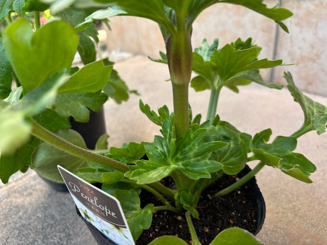 ラナンキュラスラックス苗 2品種 セット 新品種の通販はau PAY