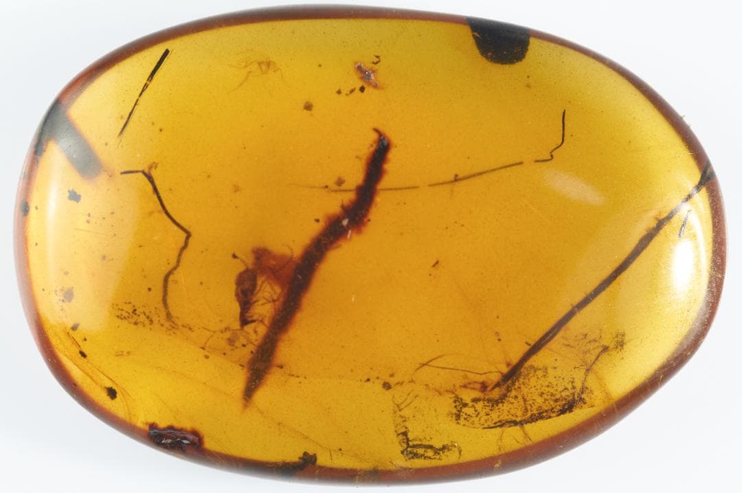 ZB346虫入り琥珀化石 ミャンマー カムティかタナイ産 9900万年前