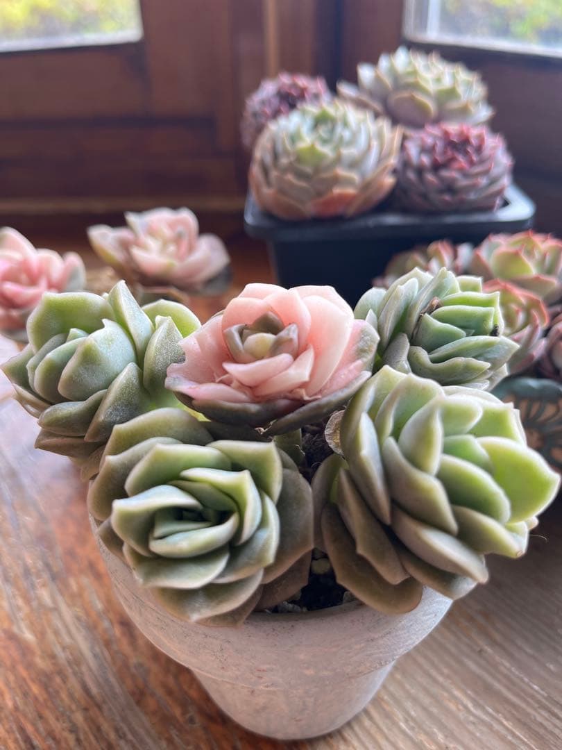 多肉☆ラブリーローズ錦入り・5苗 - メルカリ