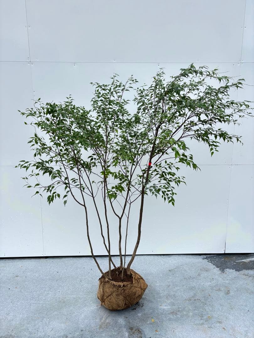 ねこがみ 美しい樹形が魅力 山採り ハイノキ 株立 663 樹高1.5m位 美しい樹形が魅力的 山採り ハイノキ 株立 735 樹高2.1m位 高級樹