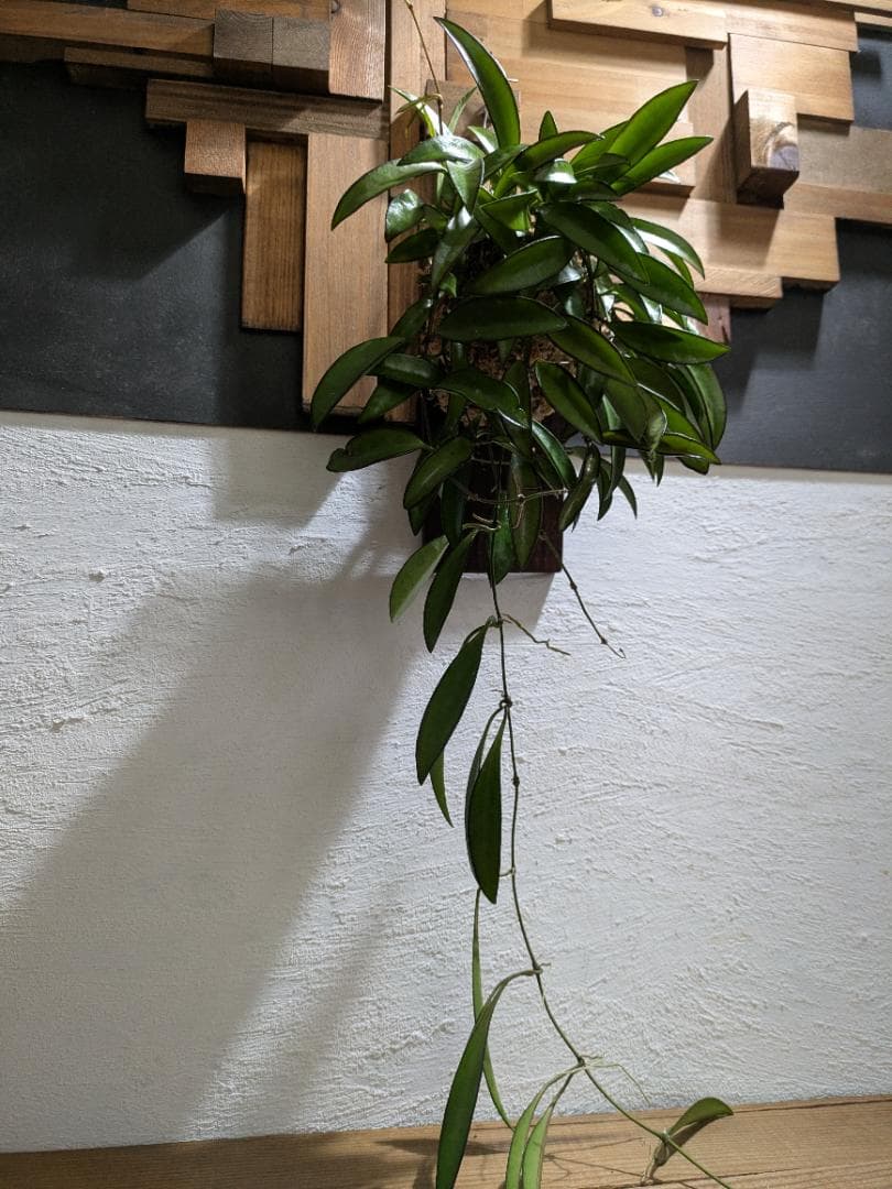 ハナ様ご依頼分プラティケリウム アルシコルネ＋チャイナビーン＋