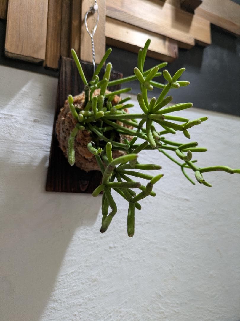 ハナ様ご依頼分プラティケリウム アルシコルネ＋チャイナビーン＋