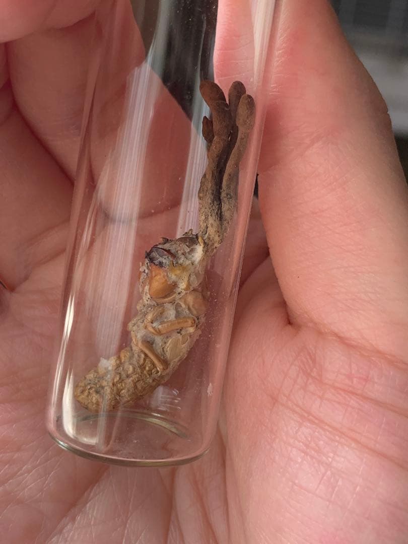 珍品！ 冬虫夏草 セミ 昆虫標本 漢方 鉱物 隕石 呪物 根付 出土 人体