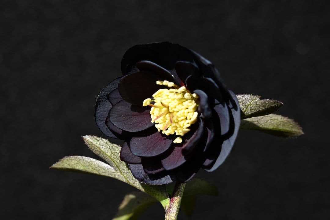 クリスマスローズ 訳あり！認定美黒姫 加藤農園 - メルカリ