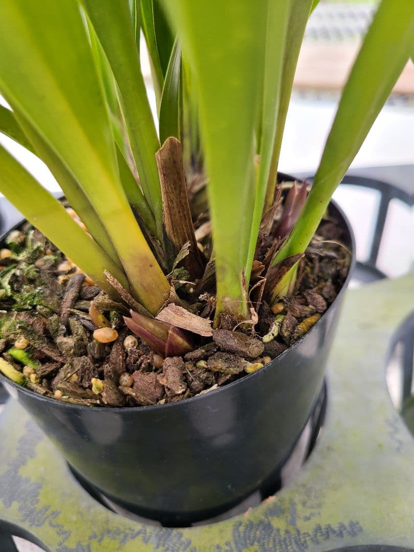 ミスマフェット。花芽3個。5鉢セット。蜜蜂誘引蘭。日本蜜蜂 - メルカリ