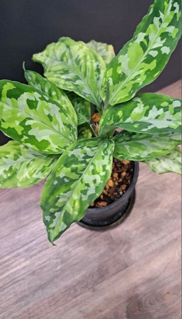 アグラオネマ ピクタム アンダマン トリカラー - メルカリ