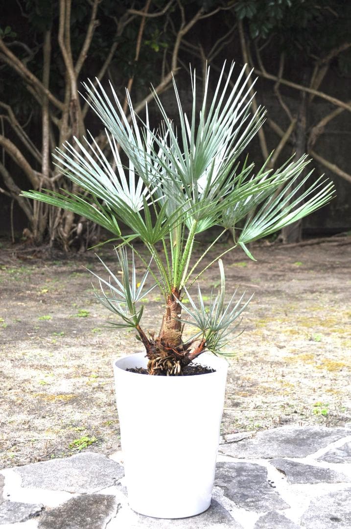 チャメロプス セリフェラ 87cm 8号 2026年最新】チャメロップス セリフェラの人気アイテム - メルカリ