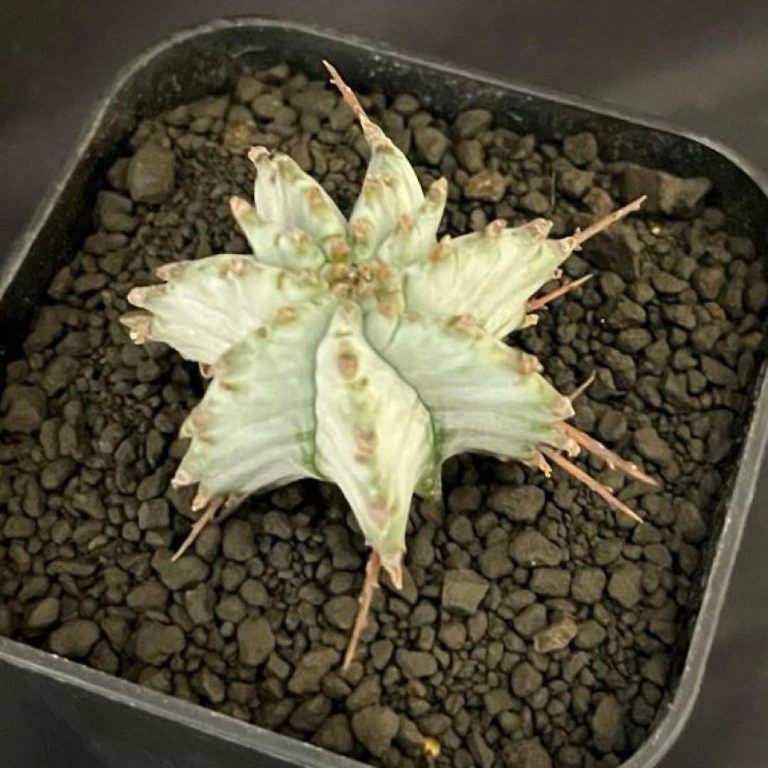 ユーフォルビアホリダ 関上No.2ゼブラホリダ 純血統 カキ子