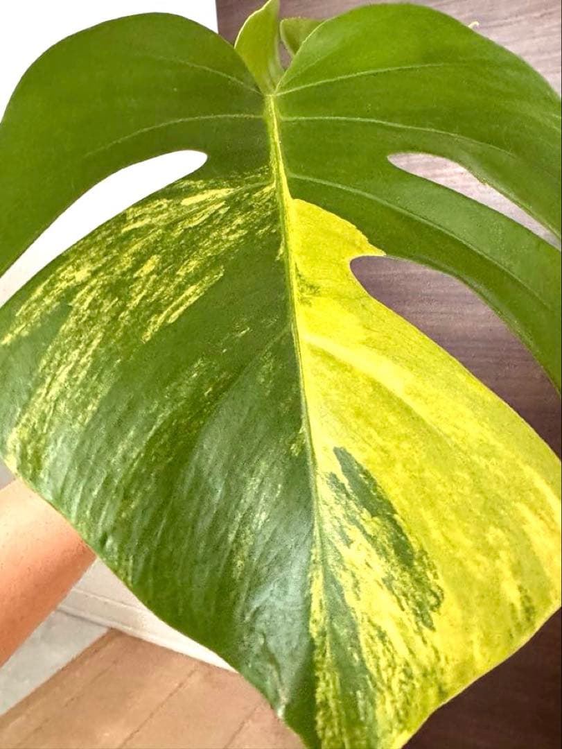 超希少】モンステラ デリシオーサ イエローマリリン トップカット 黄斑