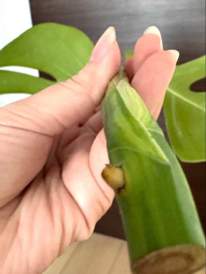 超希少】モンステラ デリシオーサ イエローマリリン トップカット 黄斑