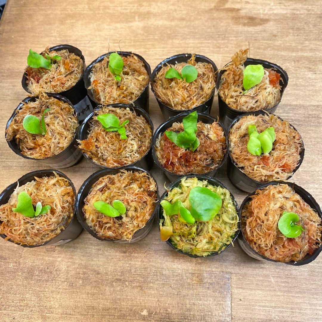 マダガスカリエンセ、Dragon Clawなどビカクシダ胞子培養お得12種