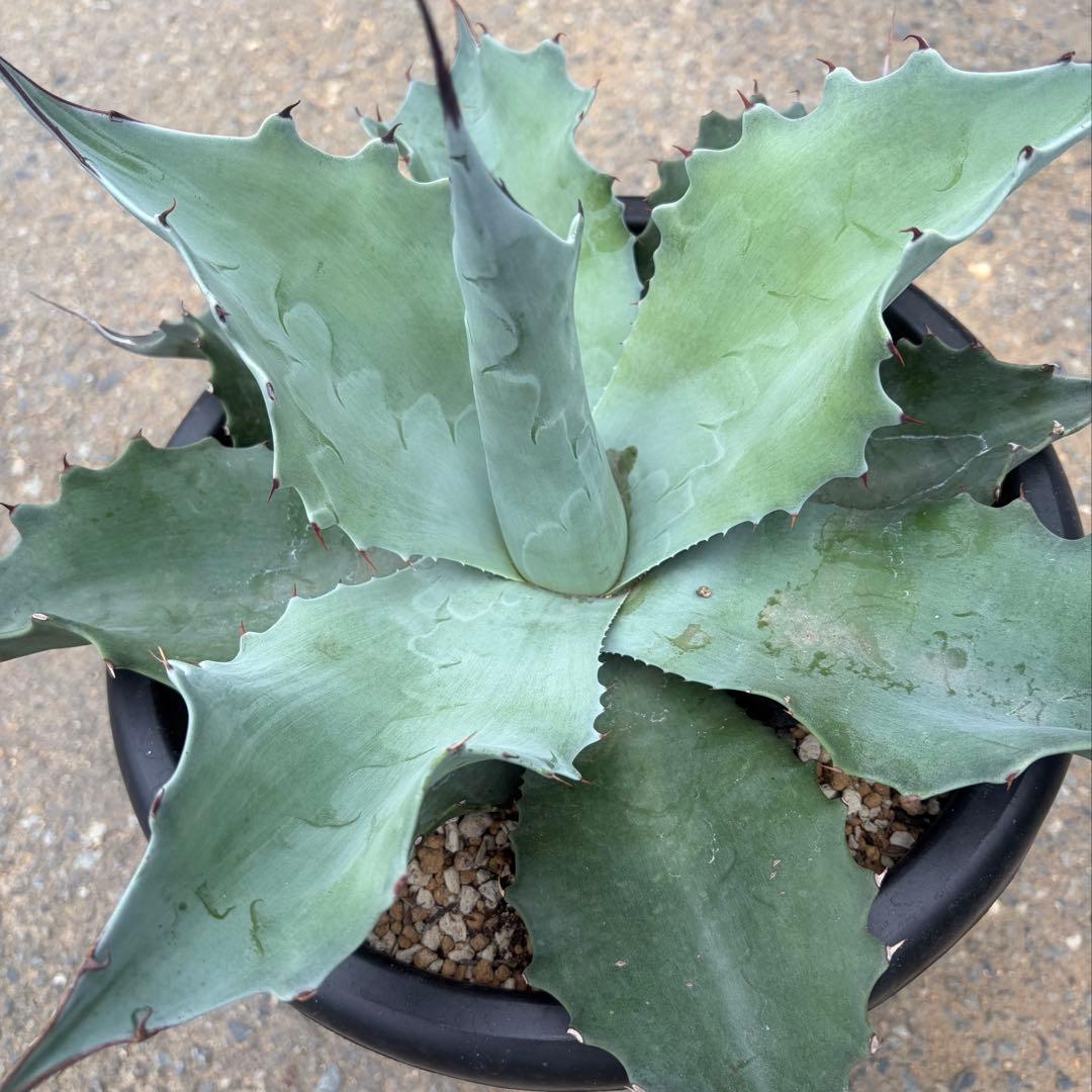 アガベ 特大株 オバティフォリア フロスティブルー 今だけ鉢植え発送