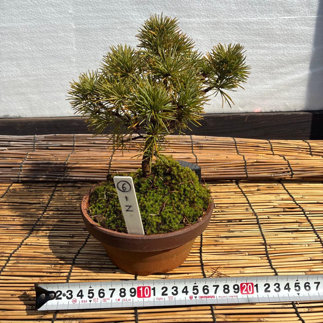 ☆盆栽☆ 赤石五葉松【Z-6】9年物 ☆愛媛県より発送☆ - メルカリ